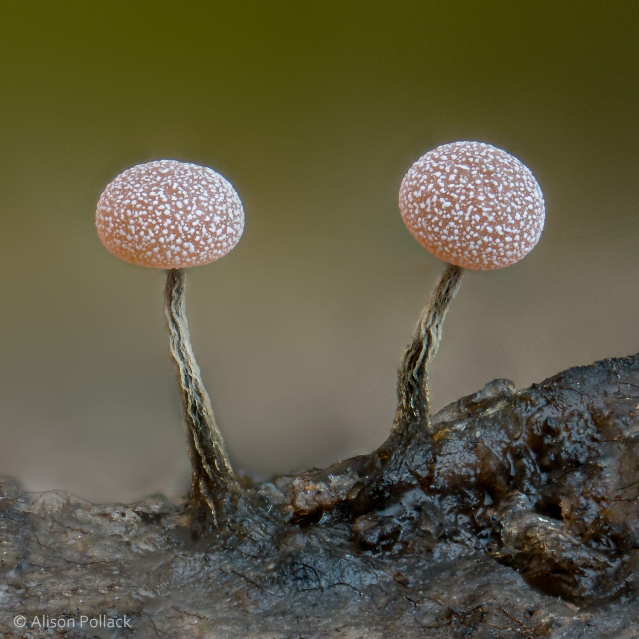 The Microscopic Majesty Of Mushrooms And Molds Captured By Alison Pollack (10)