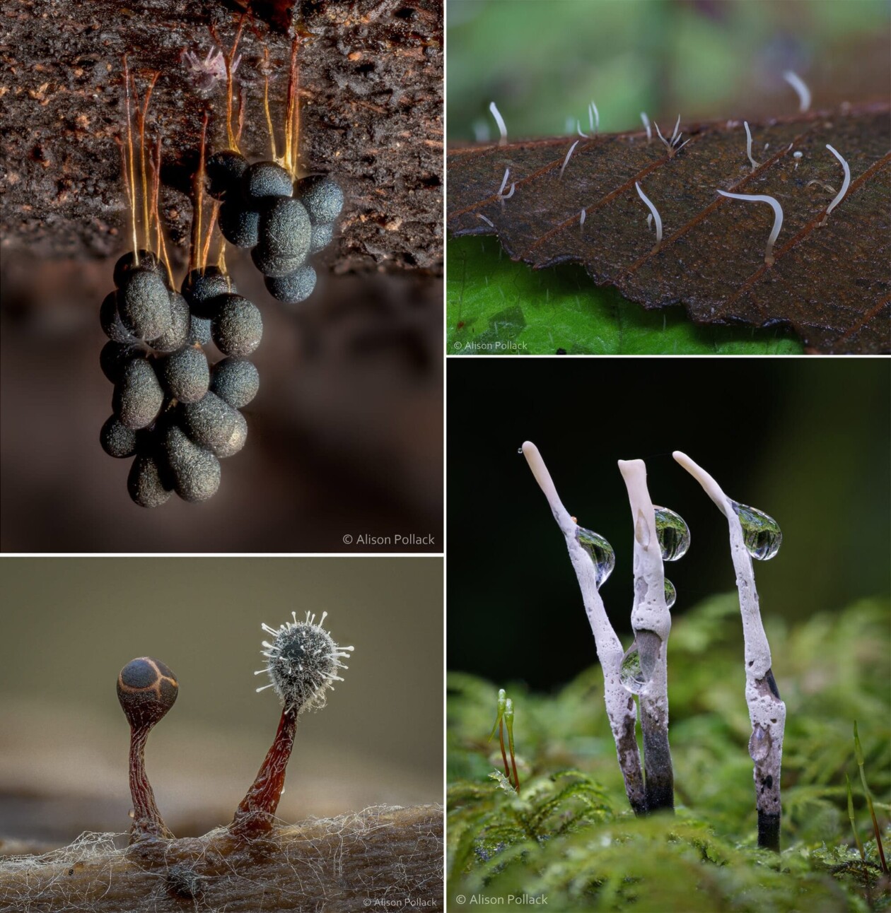 The Microscopic Majesty Of Mushrooms And Molds Captured By Alison Pollack (11)