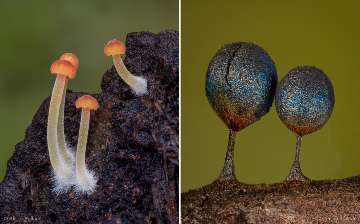The Microscopic Majesty Of Mushrooms And Molds Captured By Alison Pollack (12)