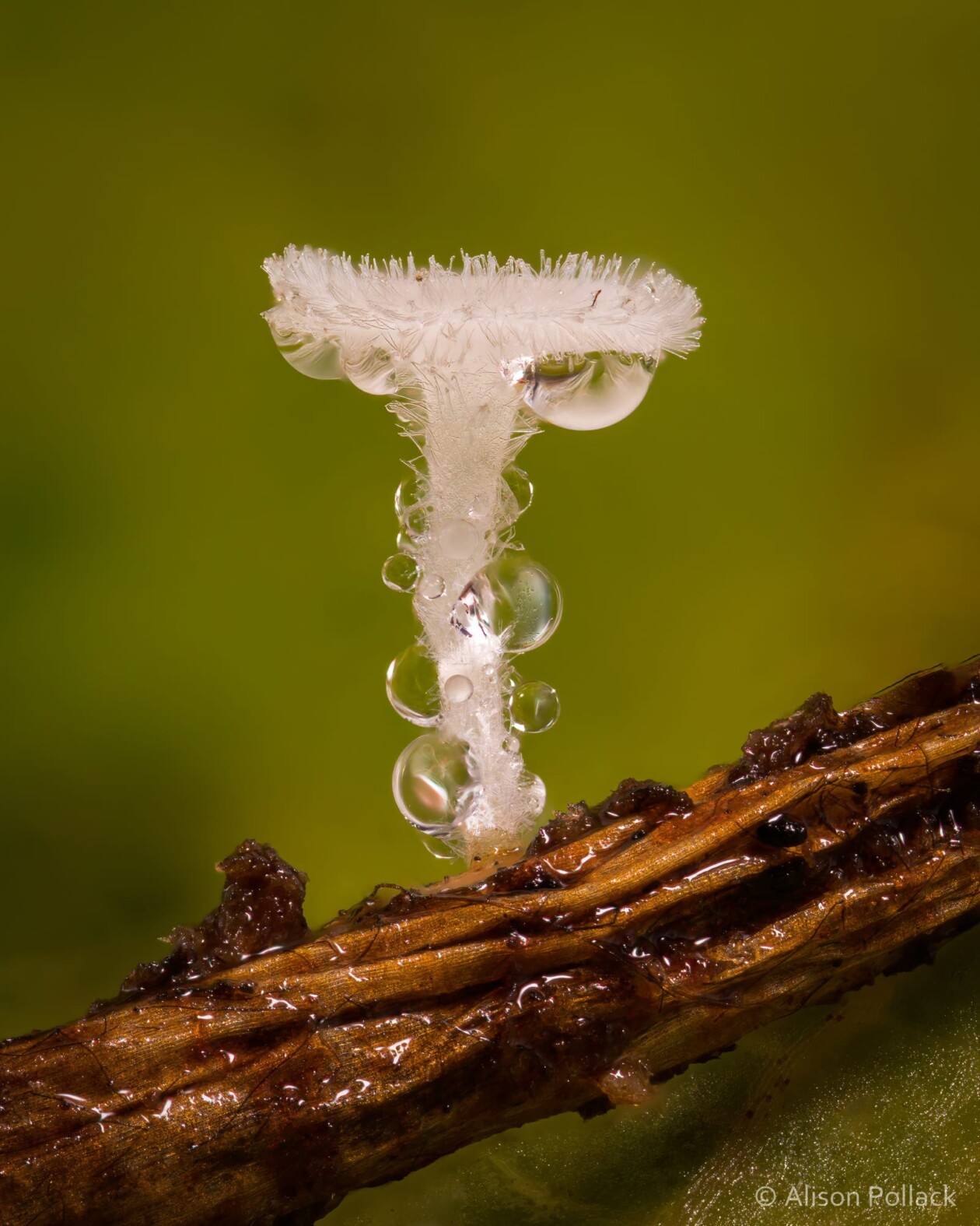 The Microscopic Majesty Of Mushrooms And Molds Captured By Alison Pollack (14)