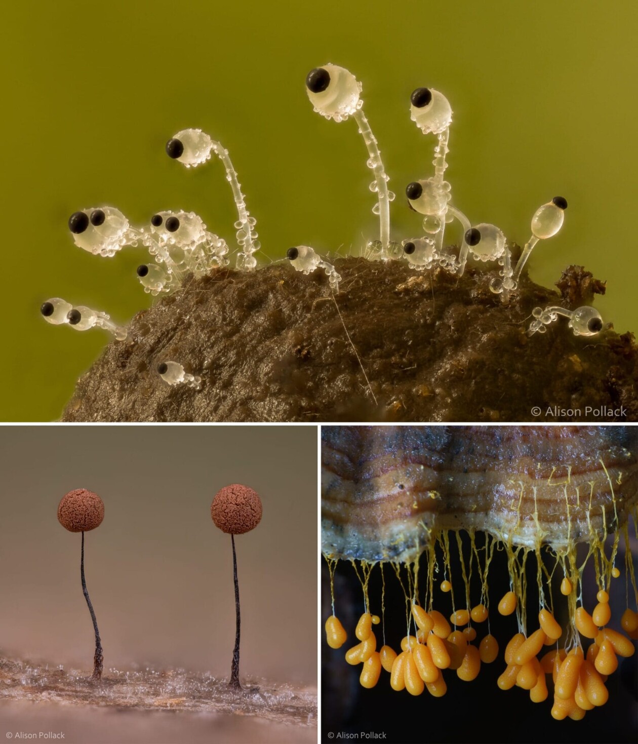 The Microscopic Majesty Of Mushrooms And Molds Captured By Alison Pollack (15)