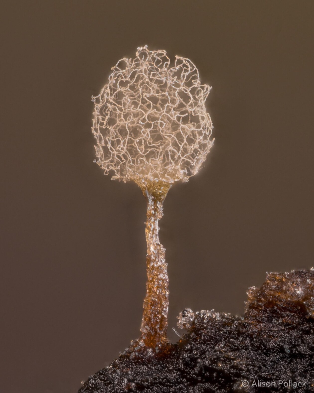 The Microscopic Majesty Of Mushrooms And Molds Captured By Alison Pollack (16)
