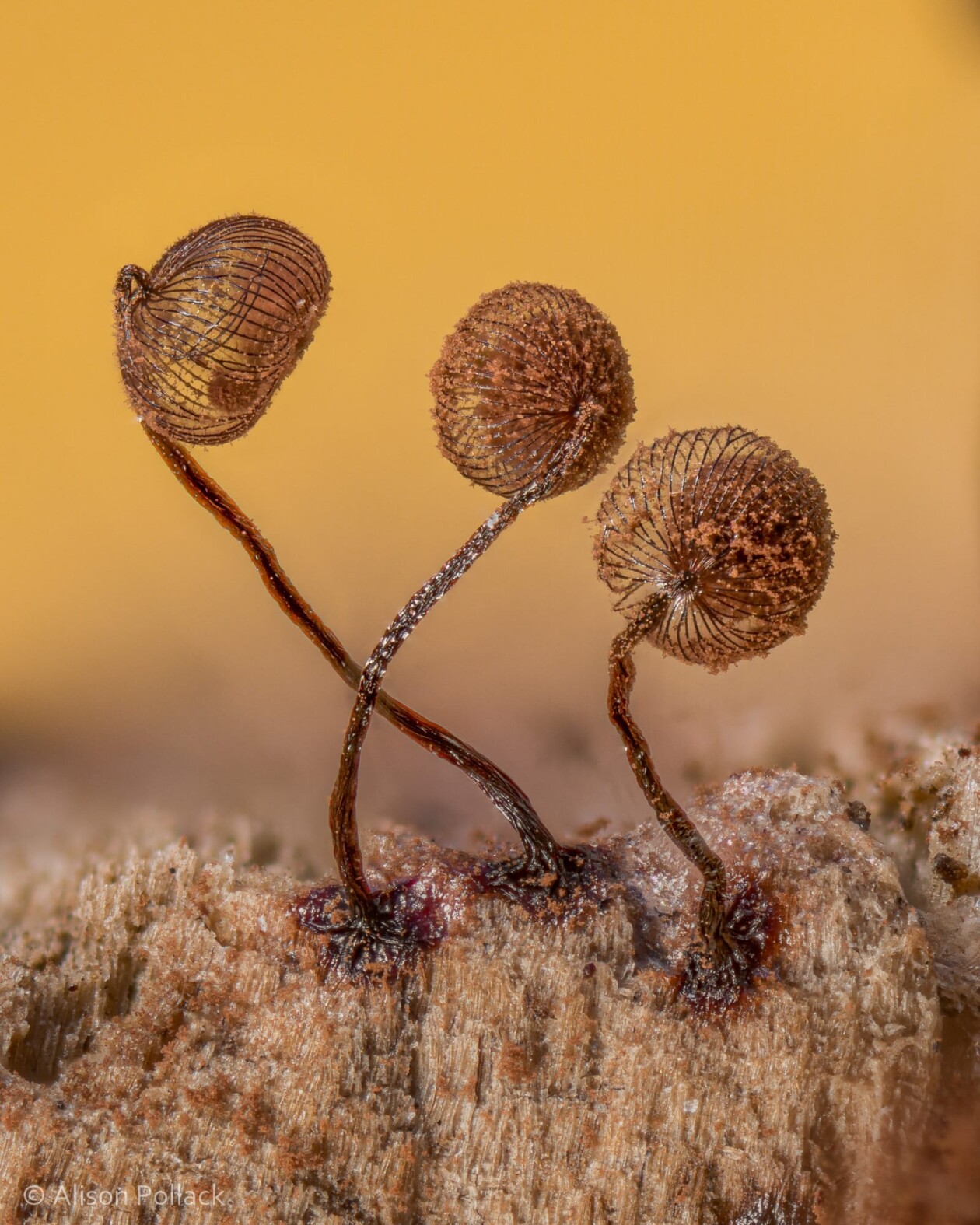 The Microscopic Majesty Of Mushrooms And Molds Captured By Alison Pollack (17)