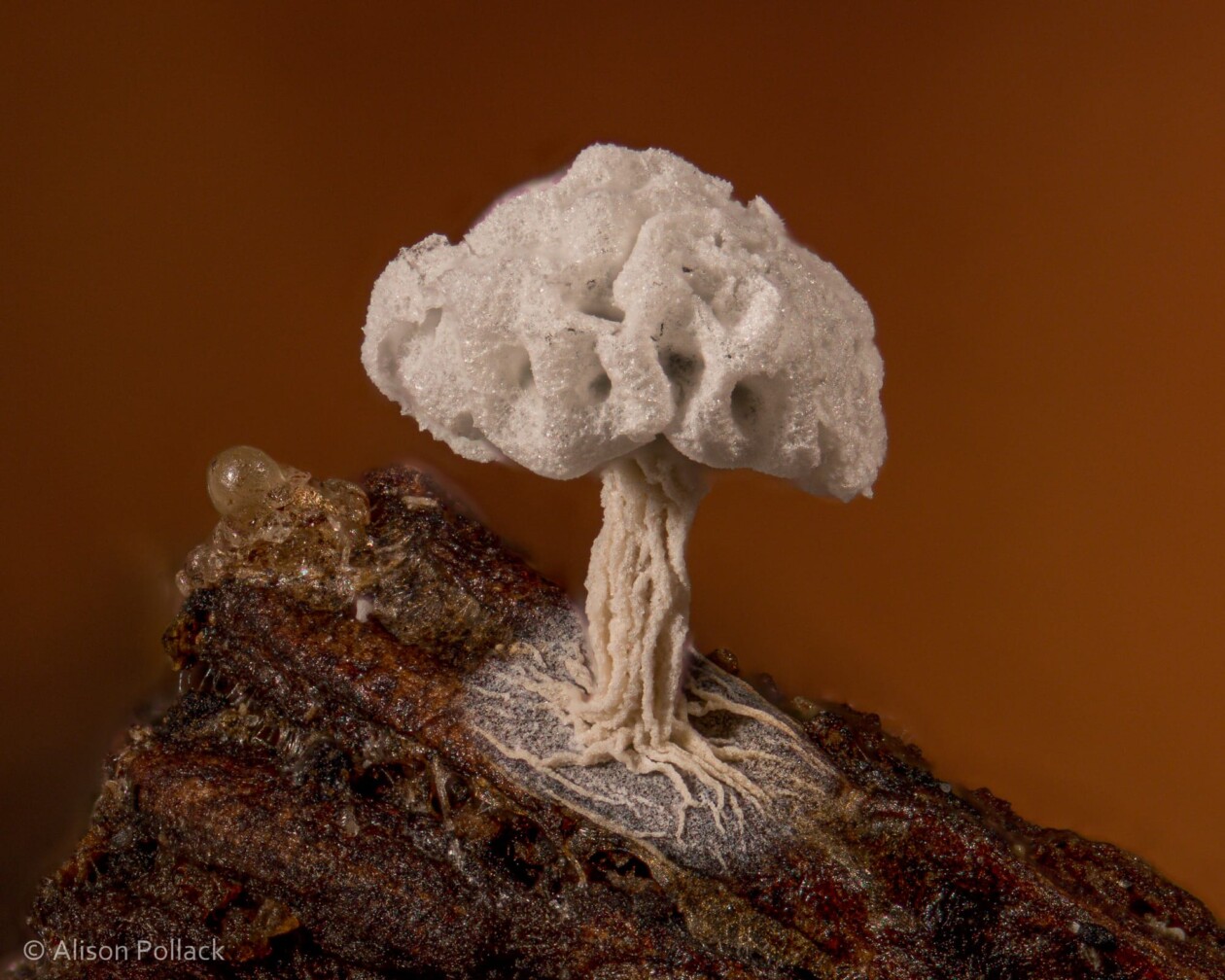 The Microscopic Majesty Of Mushrooms And Molds Captured By Alison Pollack (18)