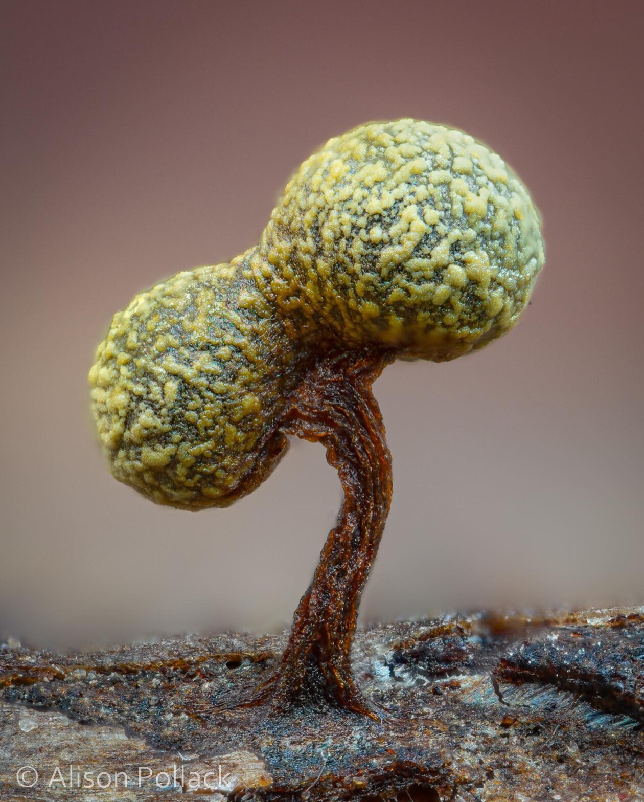 The Microscopic Majesty Of Mushrooms And Molds Captured By Alison Pollack (2)