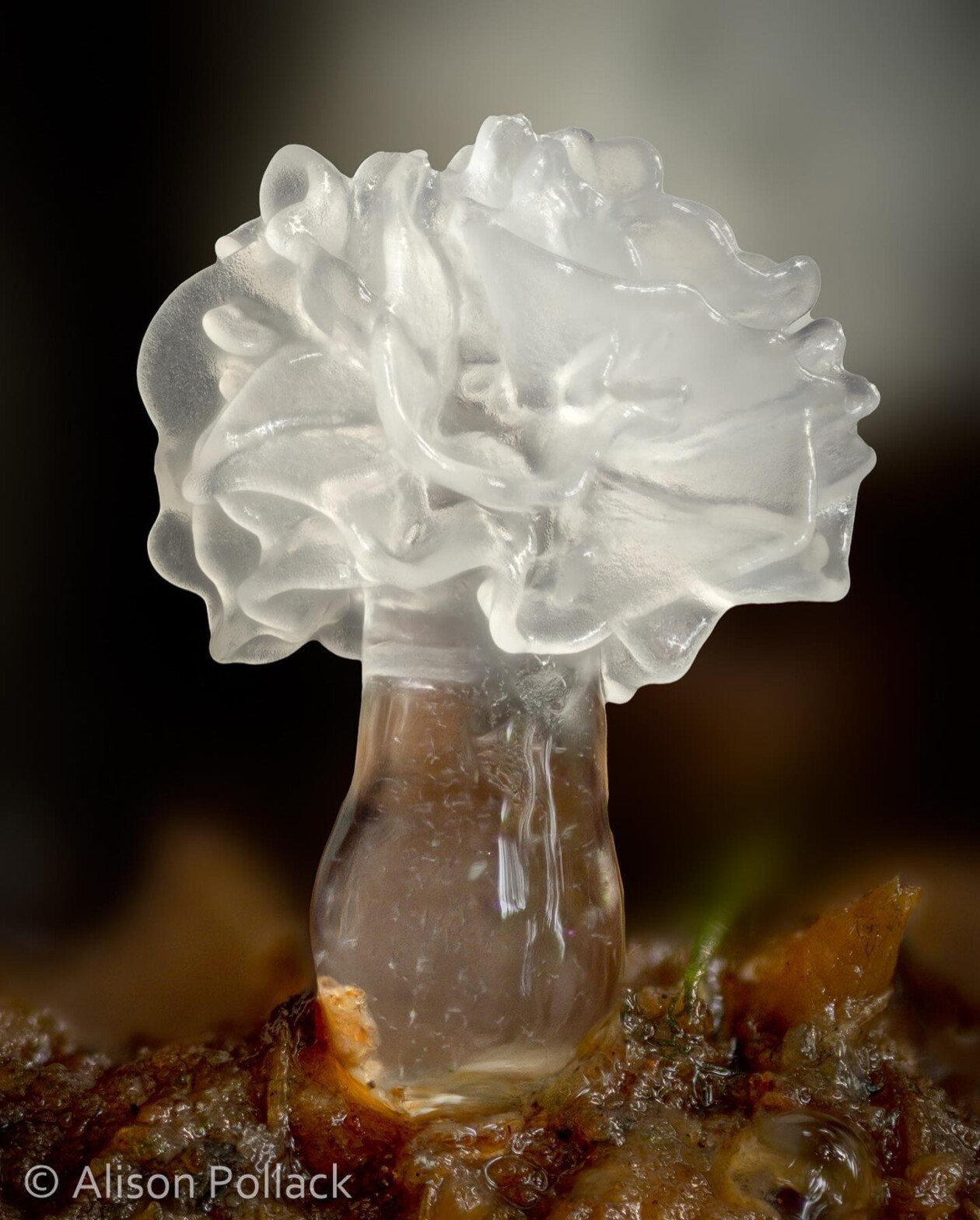 The Microscopic Majesty Of Mushrooms And Molds Captured By Alison Pollack (3)