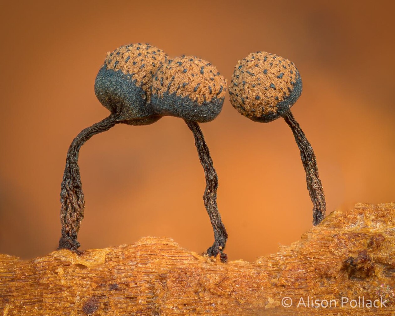 The Microscopic Majesty Of Mushrooms And Molds Captured By Alison Pollack (5)