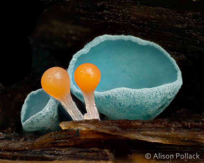 Alison Pollack: microscopic mushroom and mold photography