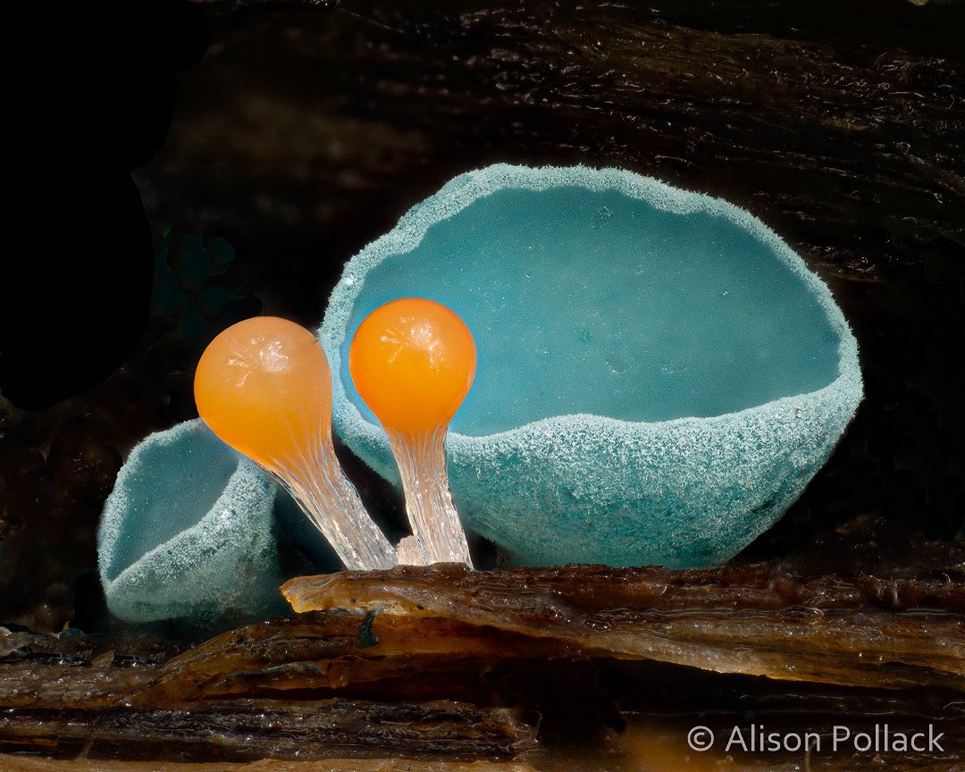 The Microscopic Majesty Of Mushrooms And Molds Captured By Alison Pollack (6)