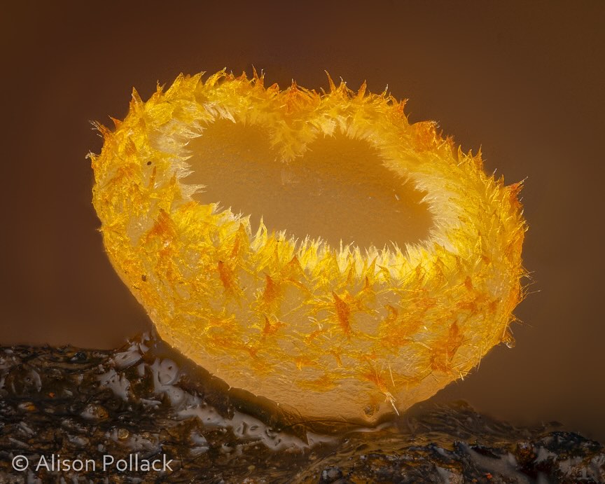 The Microscopic Majesty Of Mushrooms And Molds Captured By Alison Pollack (8)
