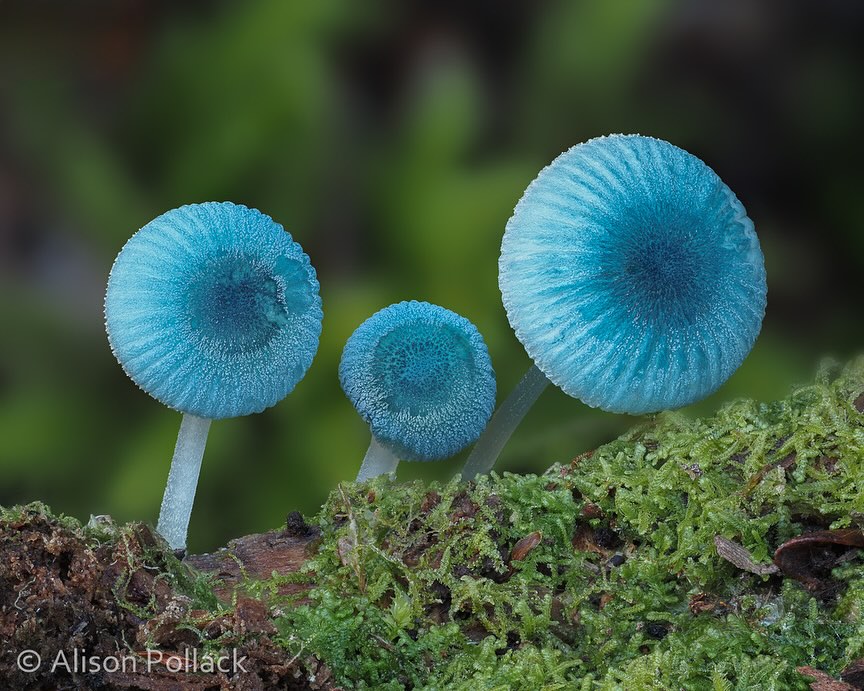The Microscopic Majesty Of Mushrooms And Molds Captured By Alison Pollack (9)