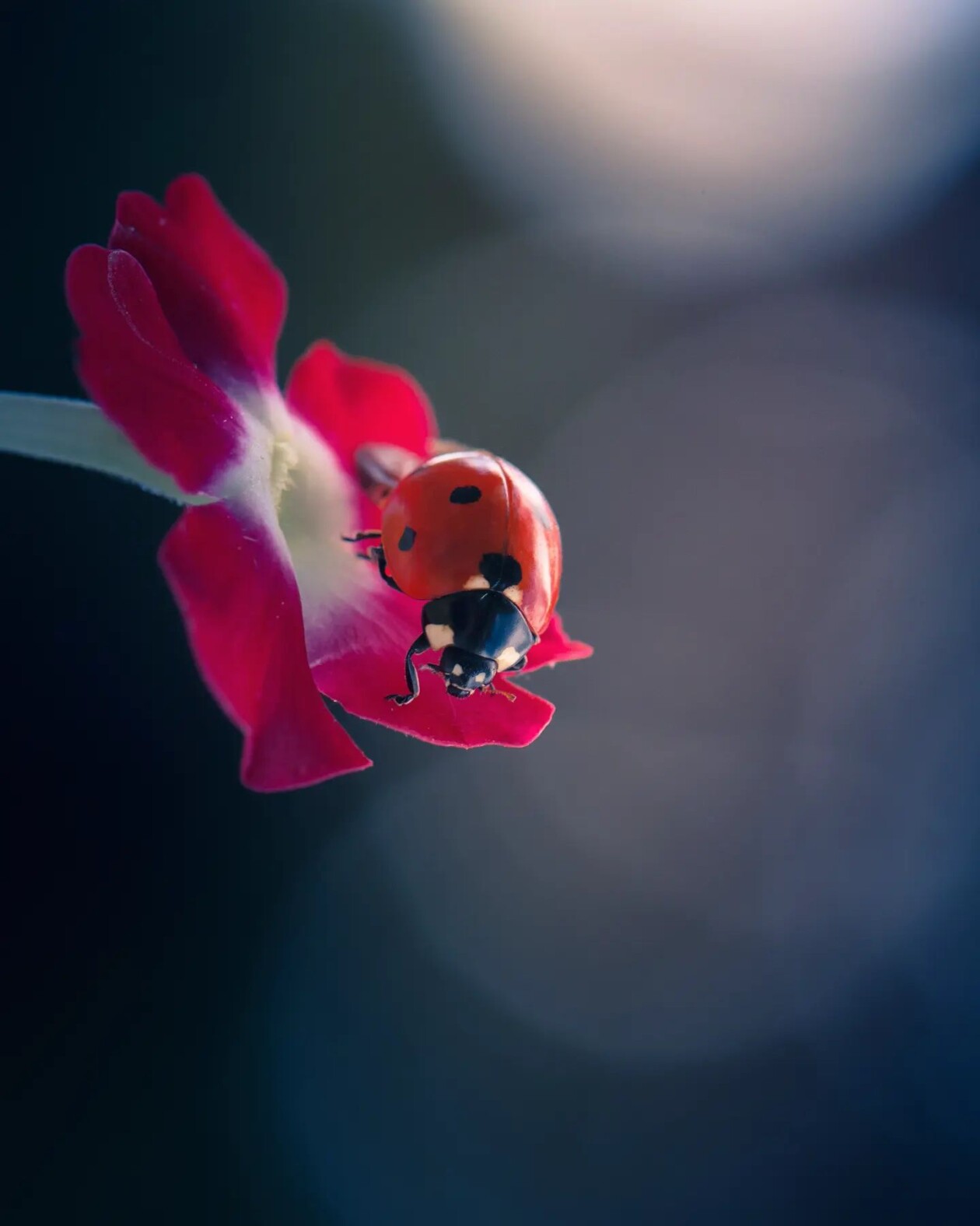 Tiny Titans, The Macro Majesty Of Ladybugs Captured By Makis Bitos (1)
