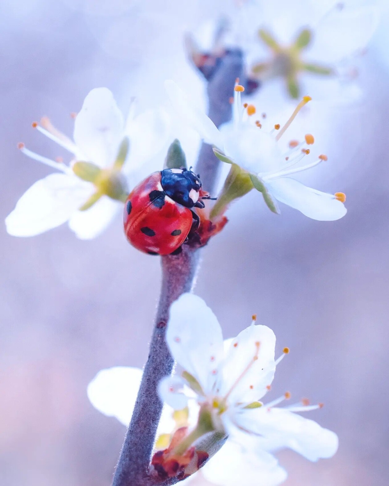 Tiny Titans, The Macro Majesty Of Ladybugs Captured By Makis Bitos (10)