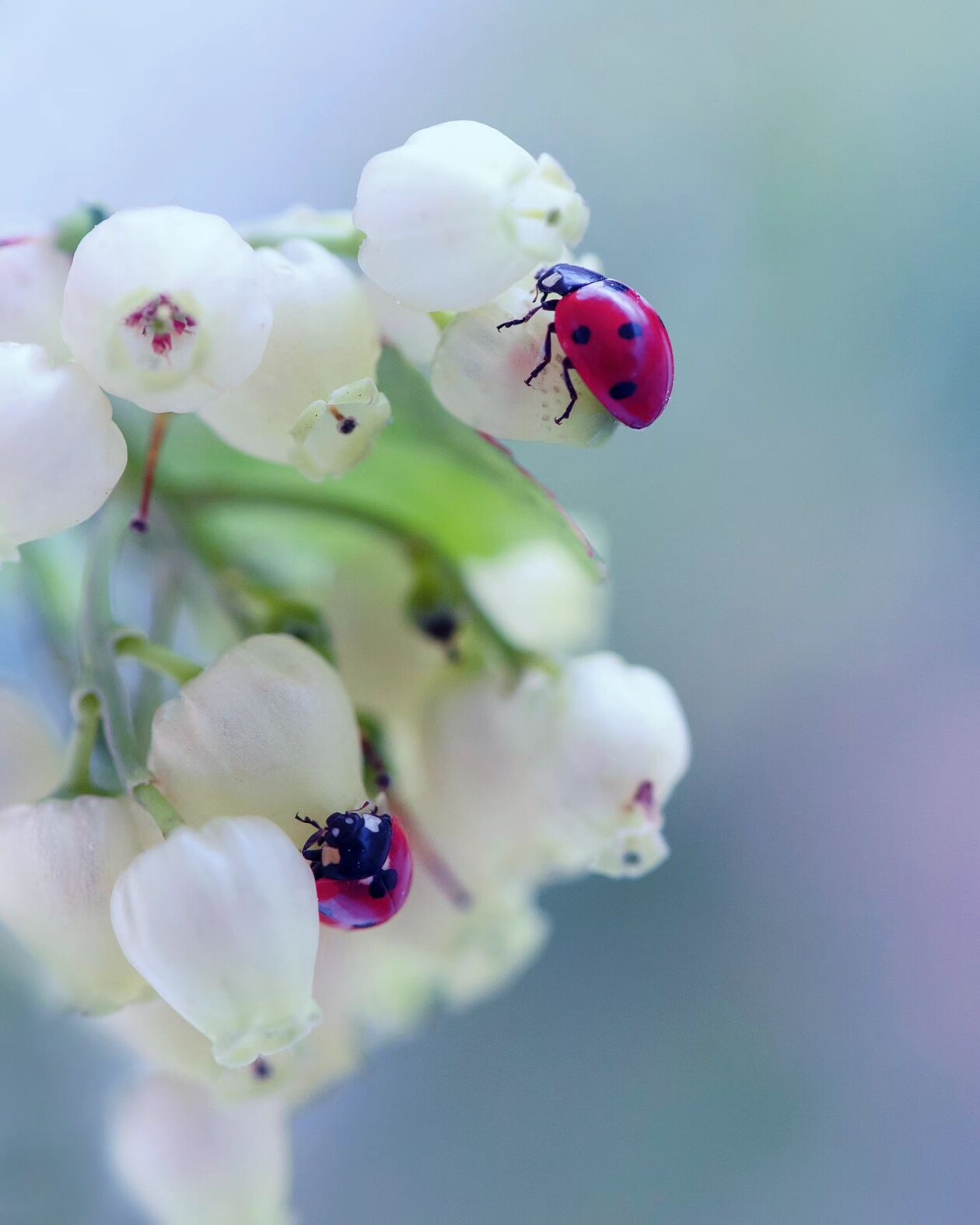 Tiny Titans, The Macro Majesty Of Ladybugs Captured By Makis Bitos (20)