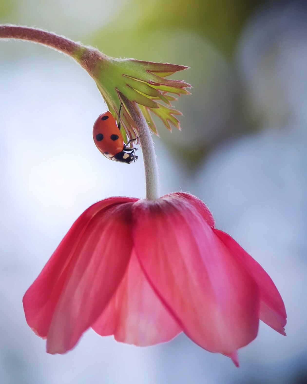 Tiny Titans, The Macro Majesty Of Ladybugs Captured By Makis Bitos (21)