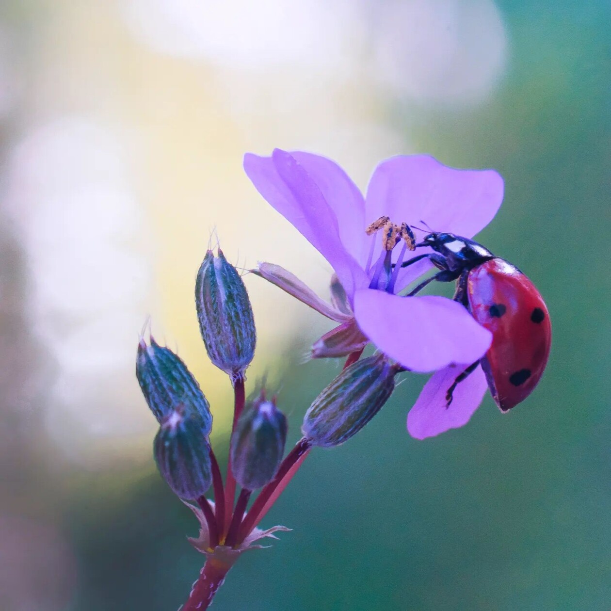 Tiny Titans, The Macro Majesty Of Ladybugs Captured By Makis Bitos (24)