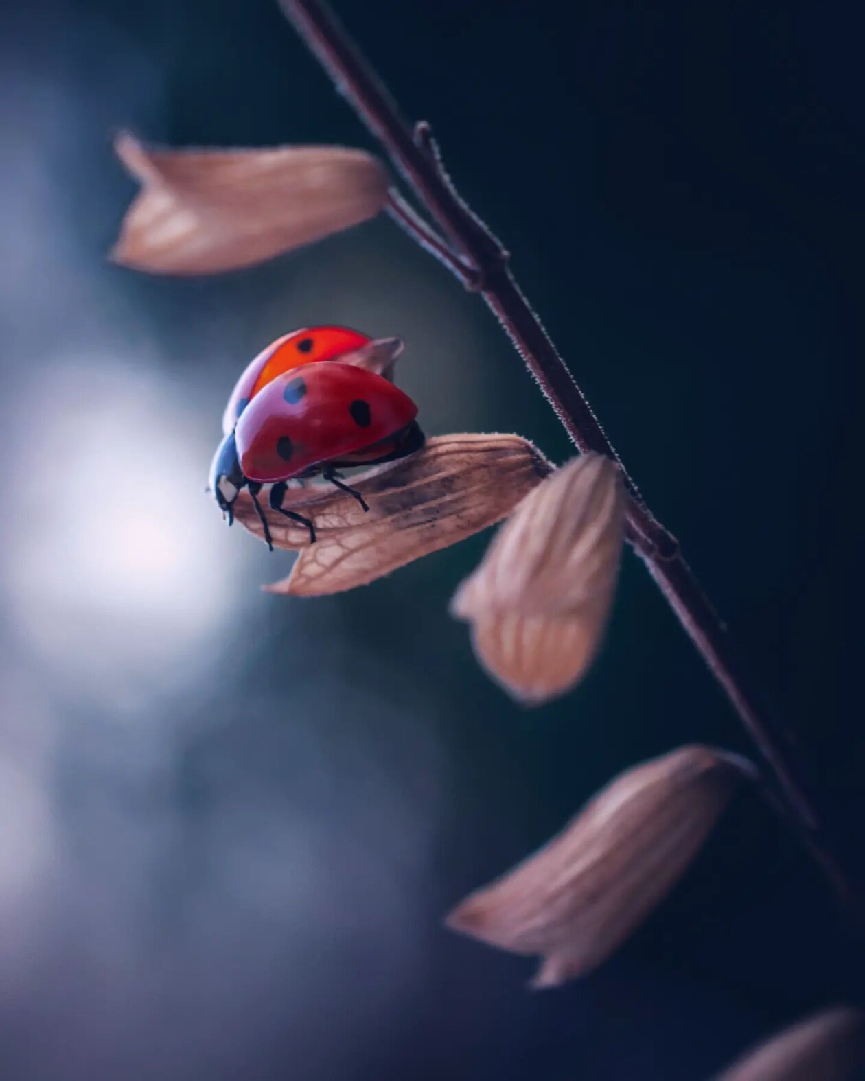 Tiny Titans, The Macro Majesty Of Ladybugs Captured By Makis Bitos (5)