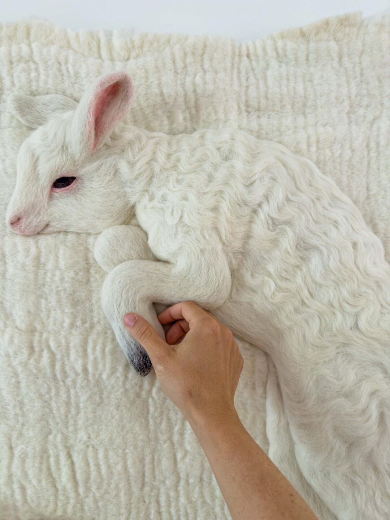 Hyper Realistic Felted Lambs By Holly Guertin (3)