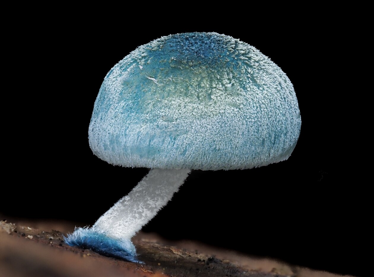 Jay Lichter's Slime Mold Photography (10)