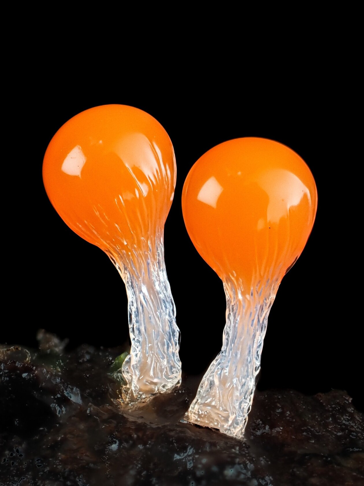 Jay Lichter's Slime Mold Photography (11)