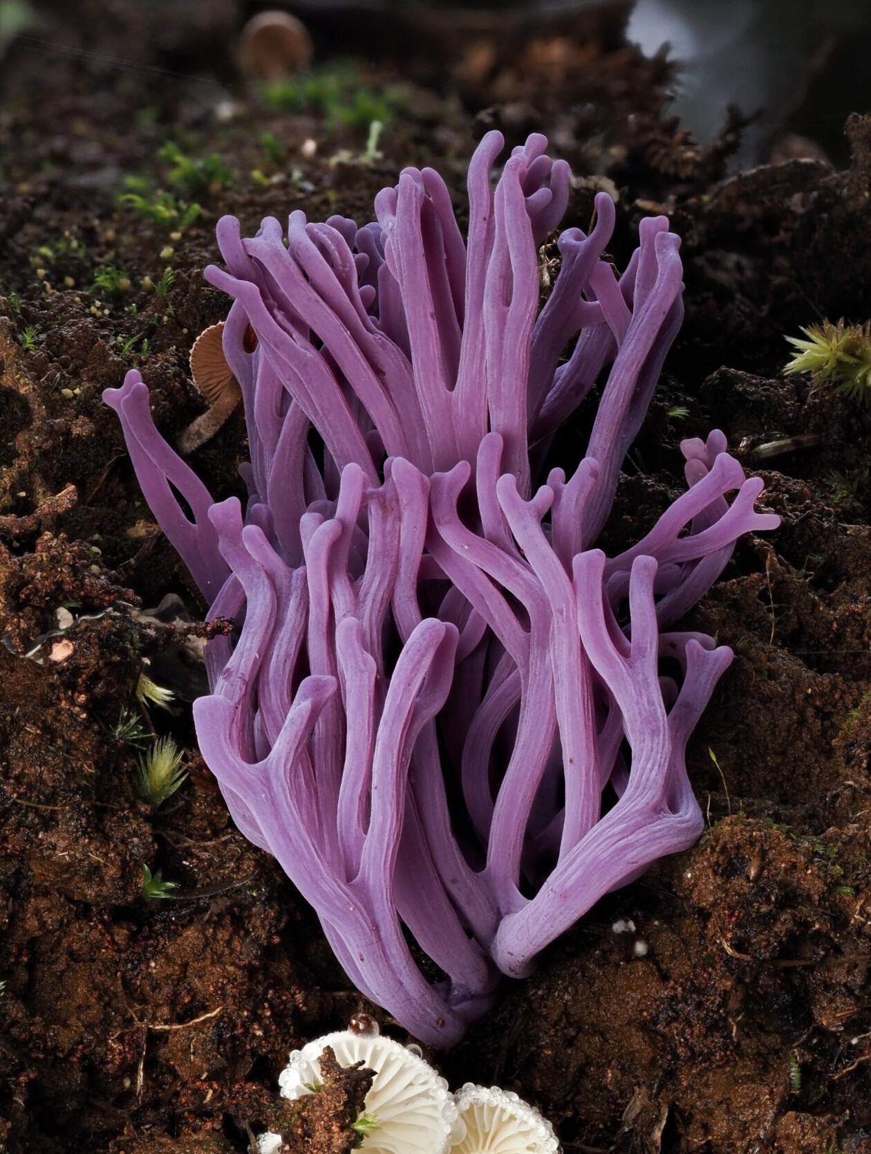 Jay Lichter's Slime Mold Photography (2)