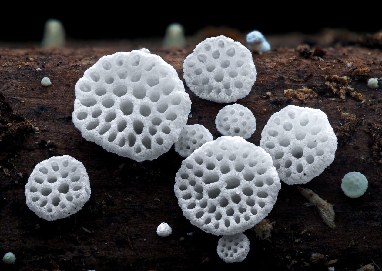 Jay Lichter's Slime Mold Photography (3)