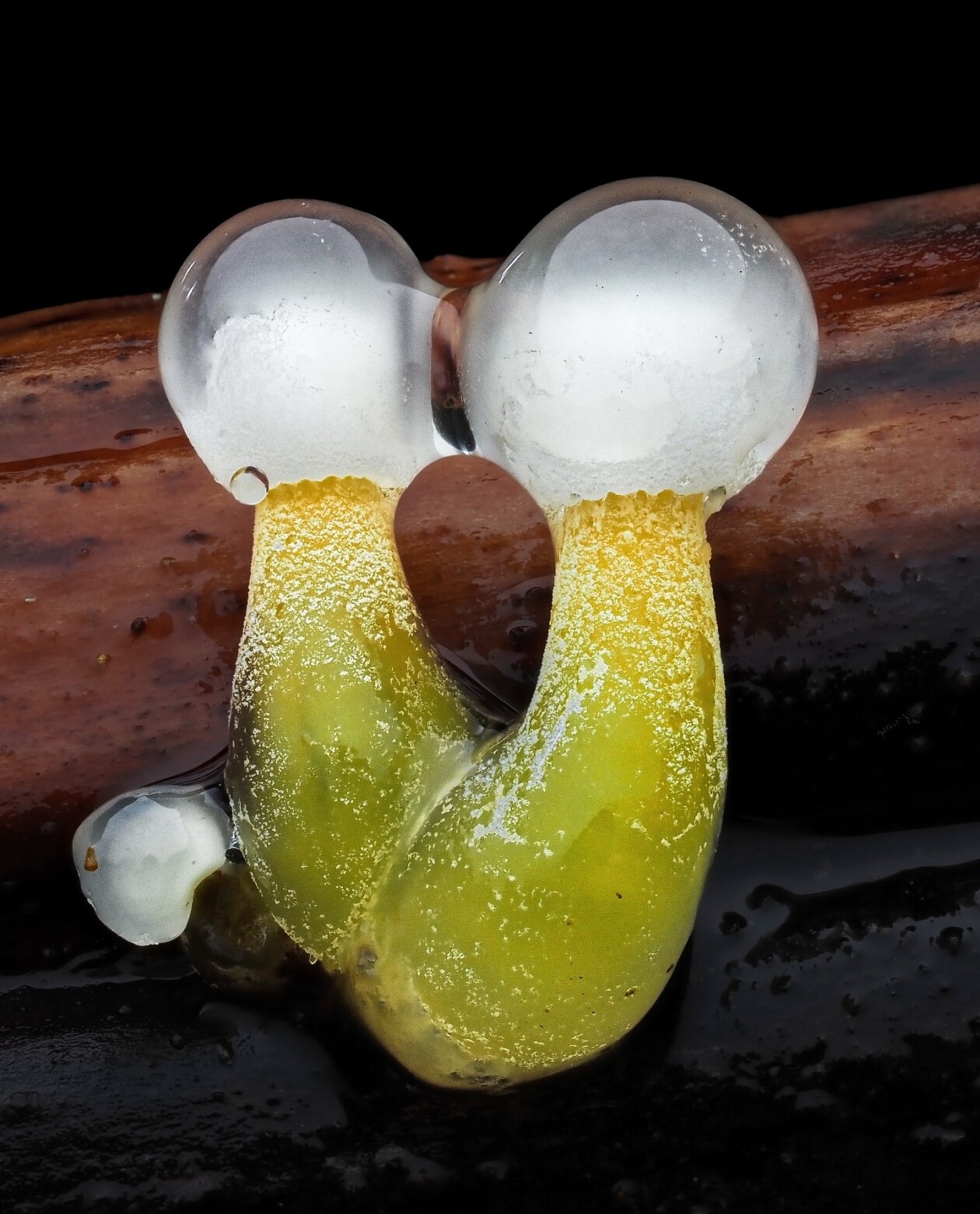 Jay Lichter's Slime Mold Photography (4)