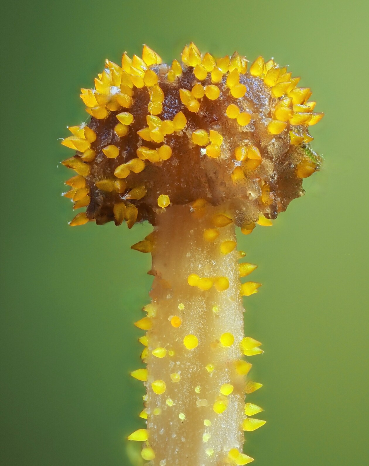 Jay Lichter's Slime Mold Photography (5)