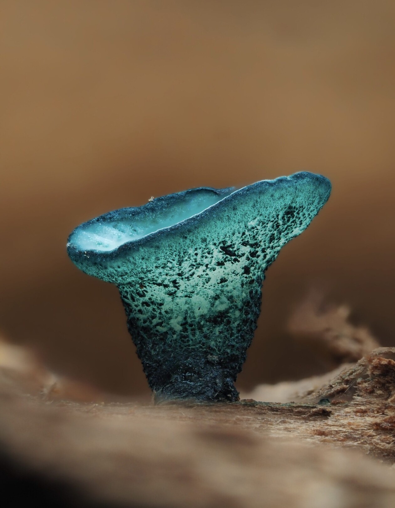 Jay Lichter's Slime Mold Photography (8)