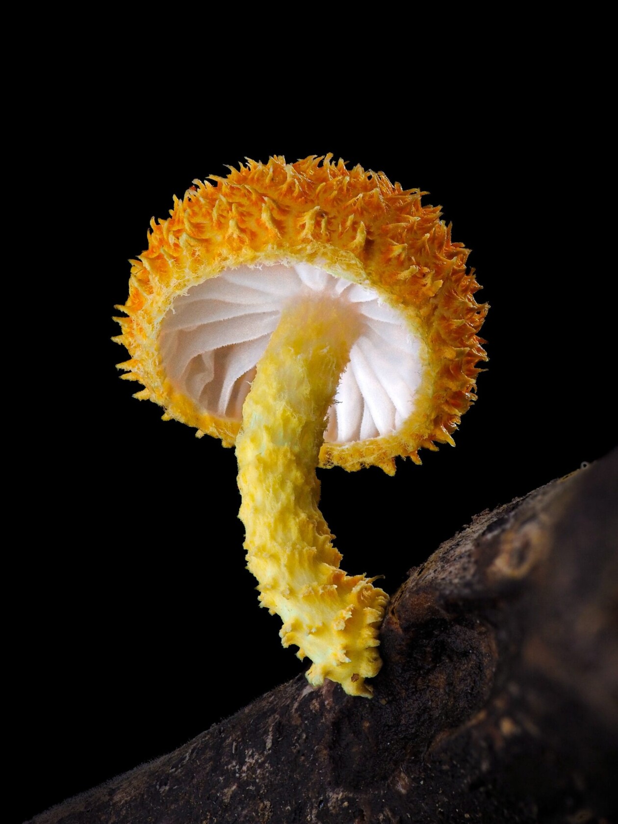 Jay Lichter's Slime Mold Photography (9)