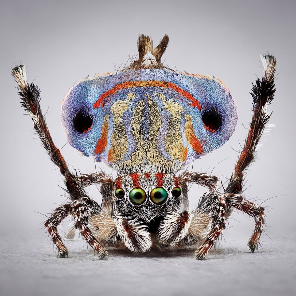 Maria Fernanda Cardoso's Captivating Portraits Of Peacock Spiders (1)