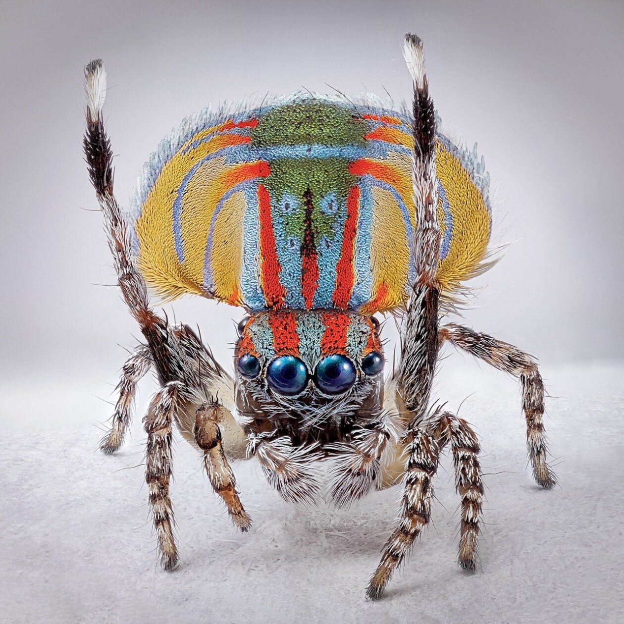 Maria Fernanda Cardoso's Captivating Portraits Of Peacock Spiders (10)