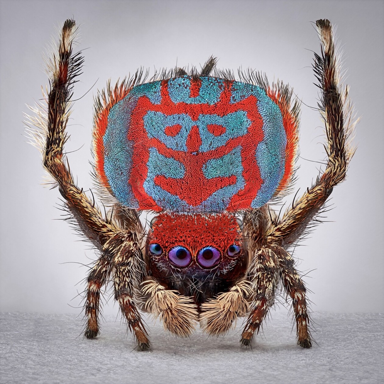 Maria Fernanda Cardoso's Captivating Portraits Of Peacock Spiders (2)