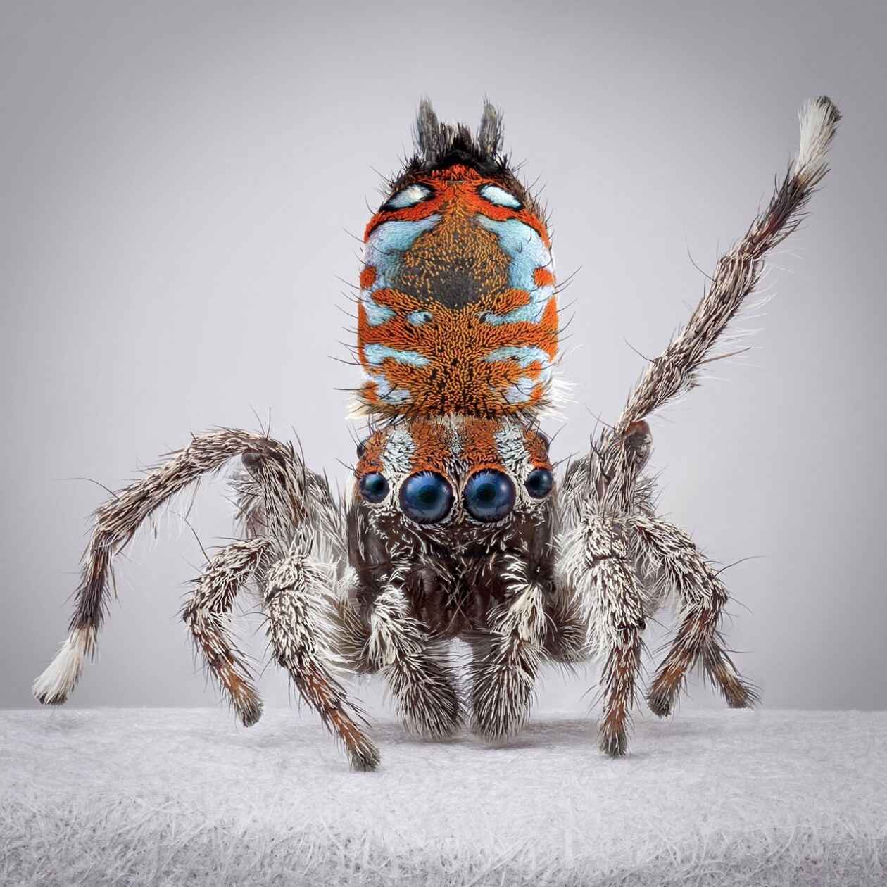 Maria Fernanda Cardoso's Captivating Portraits Of Peacock Spiders (3)