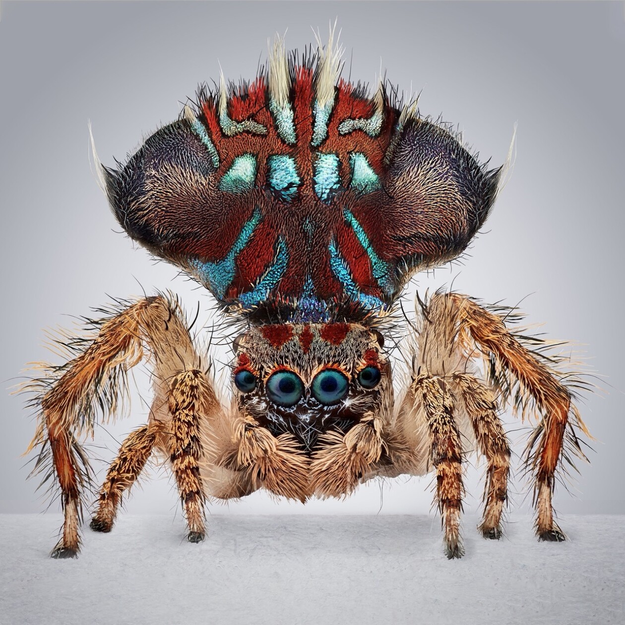 Maria Fernanda Cardoso's Captivating Portraits Of Peacock Spiders (4)