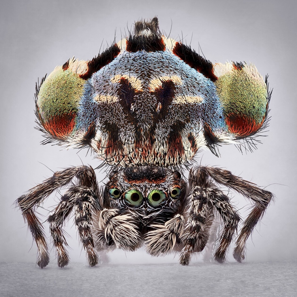 Maria Fernanda Cardoso's Captivating Portraits Of Peacock Spiders (5)