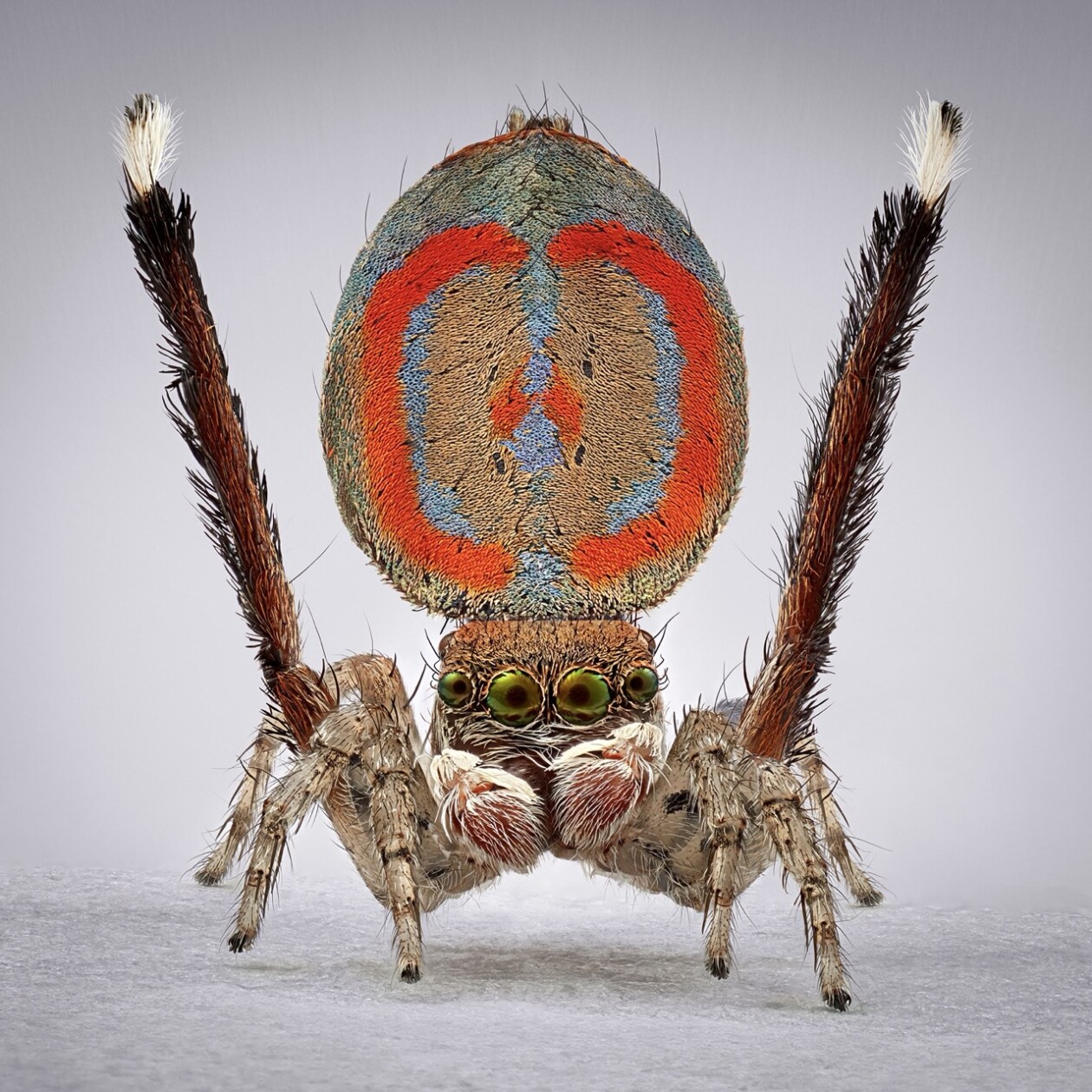 Maria Fernanda Cardoso's Captivating Portraits Of Peacock Spiders (6)