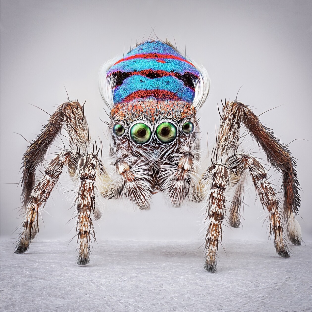 Maria Fernanda Cardoso's Captivating Portraits Of Peacock Spiders (7)