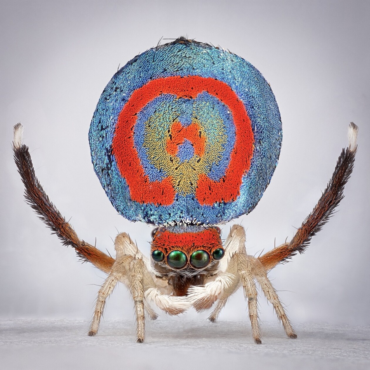 Maria Fernanda Cardoso's Captivating Portraits Of Peacock Spiders (8)