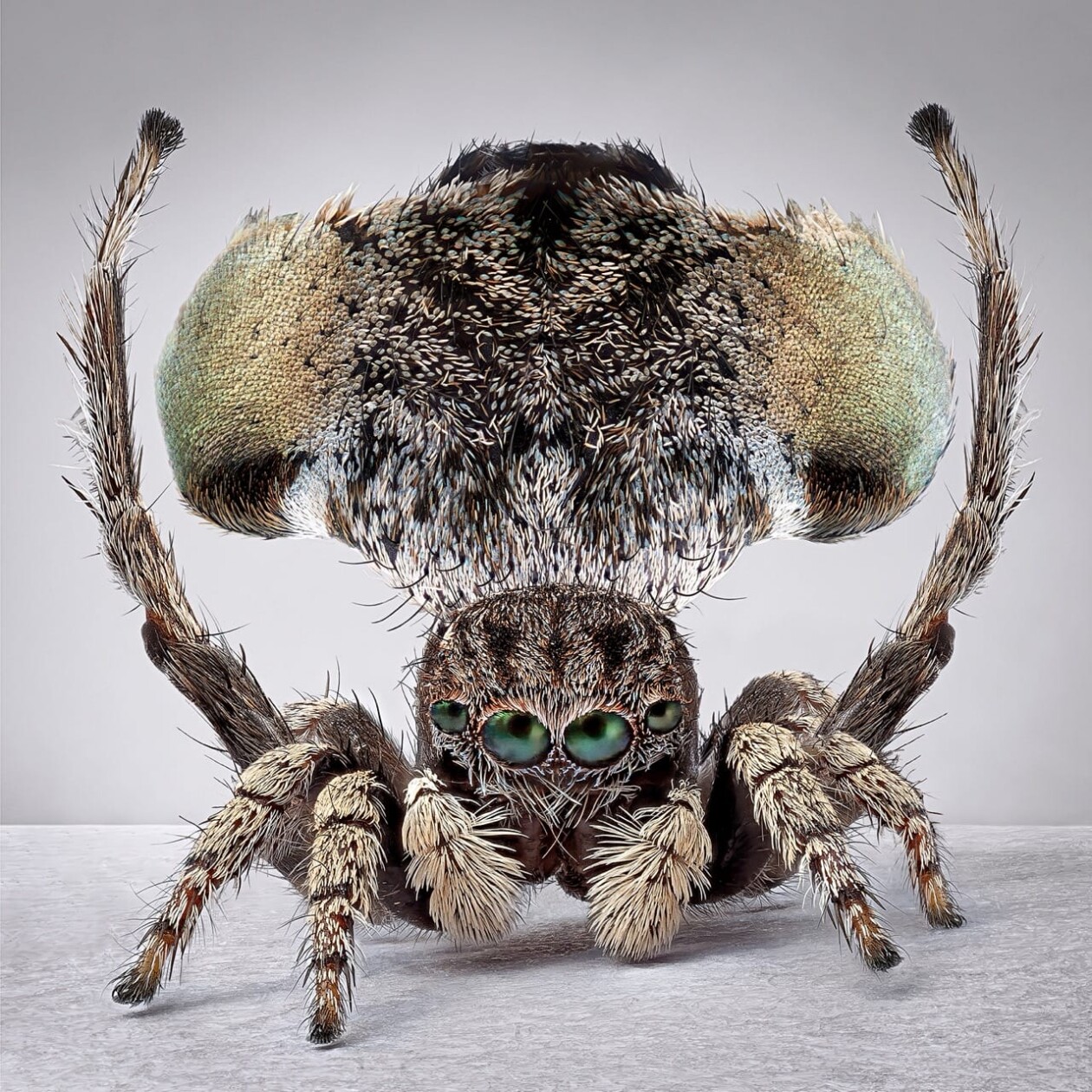 Maria Fernanda Cardoso's Captivating Portraits Of Peacock Spiders (9)