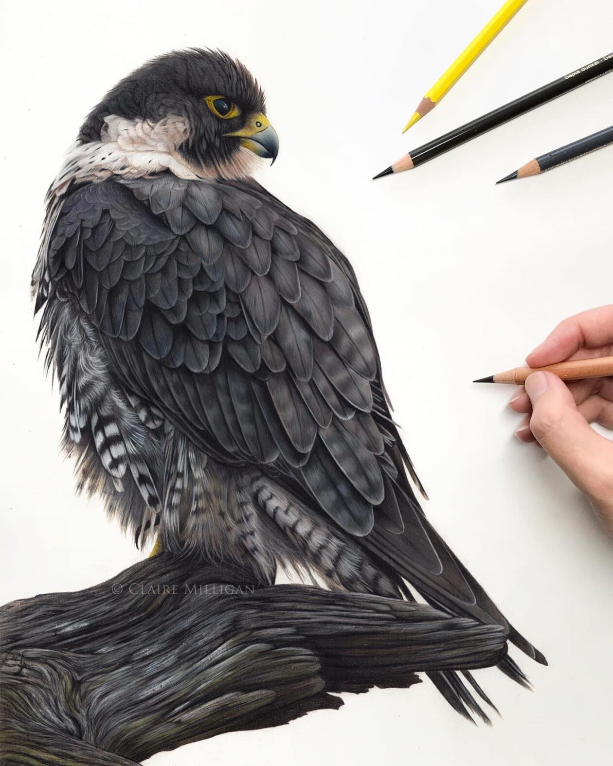 Claire Milligan's Bird Colored Pencil Masterpieces (1)