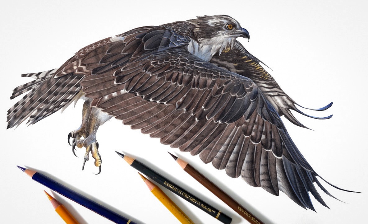 Claire Milligan's Bird Colored Pencil Masterpieces (10)