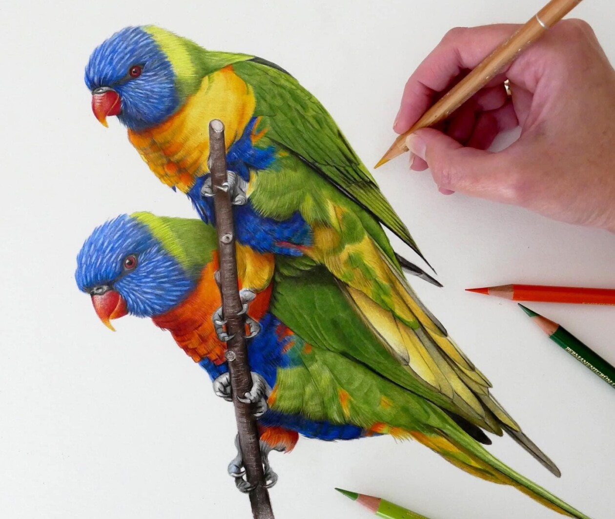 Claire Milligan's Bird Colored Pencil Masterpieces (11)