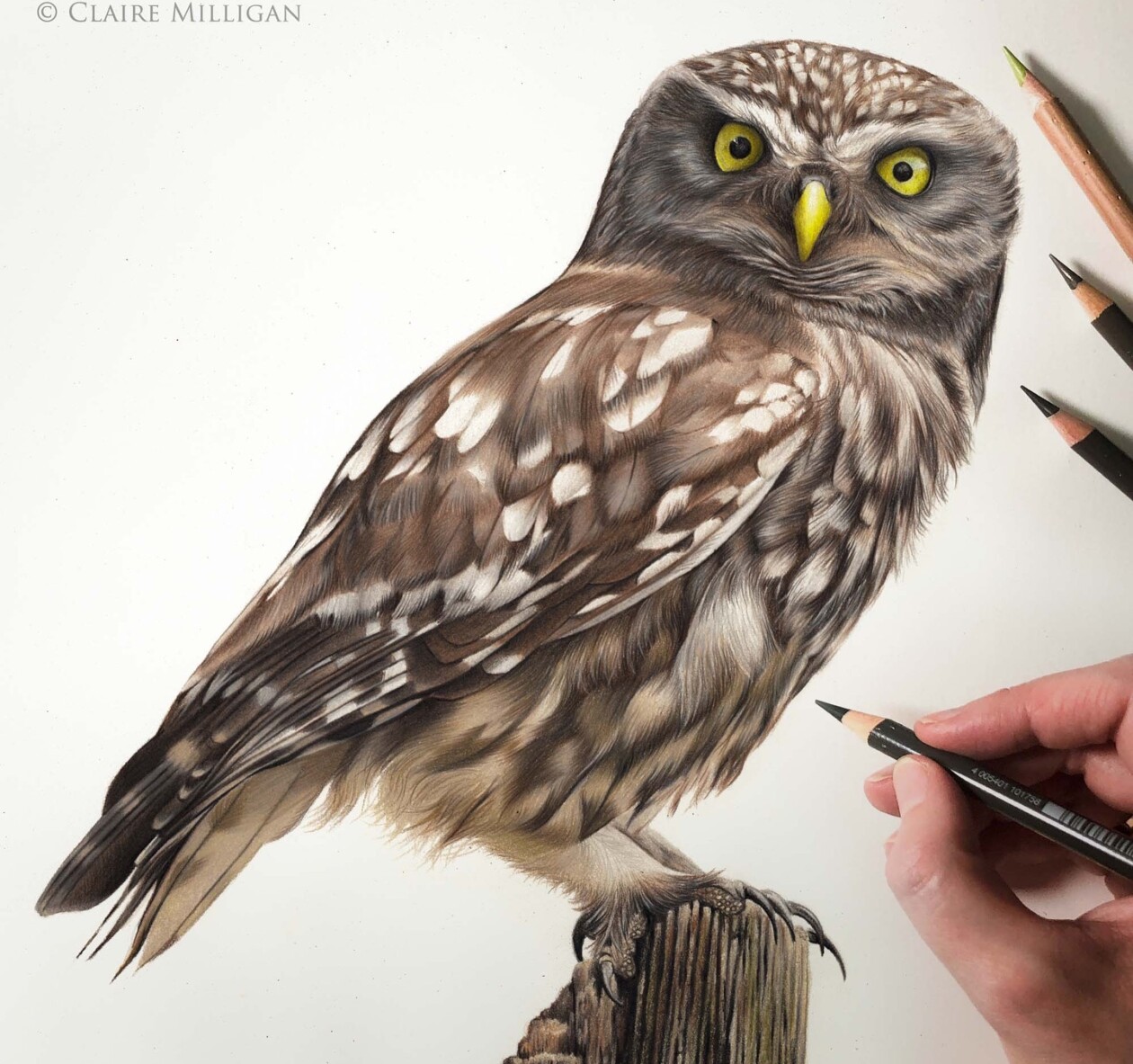 Claire Milligan's Bird Colored Pencil Masterpieces (12)