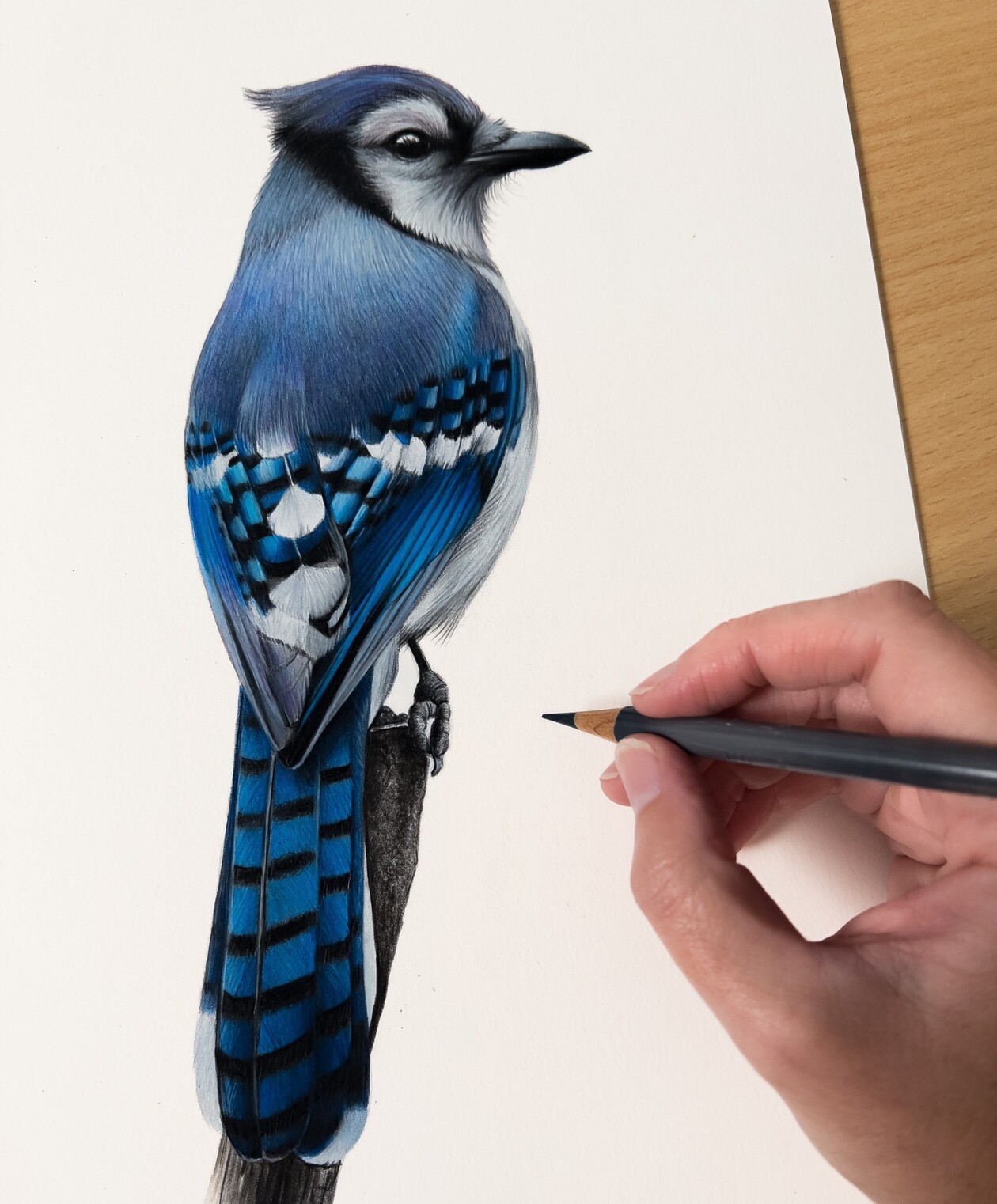 Claire Milligan's Bird Colored Pencil Masterpieces (14)