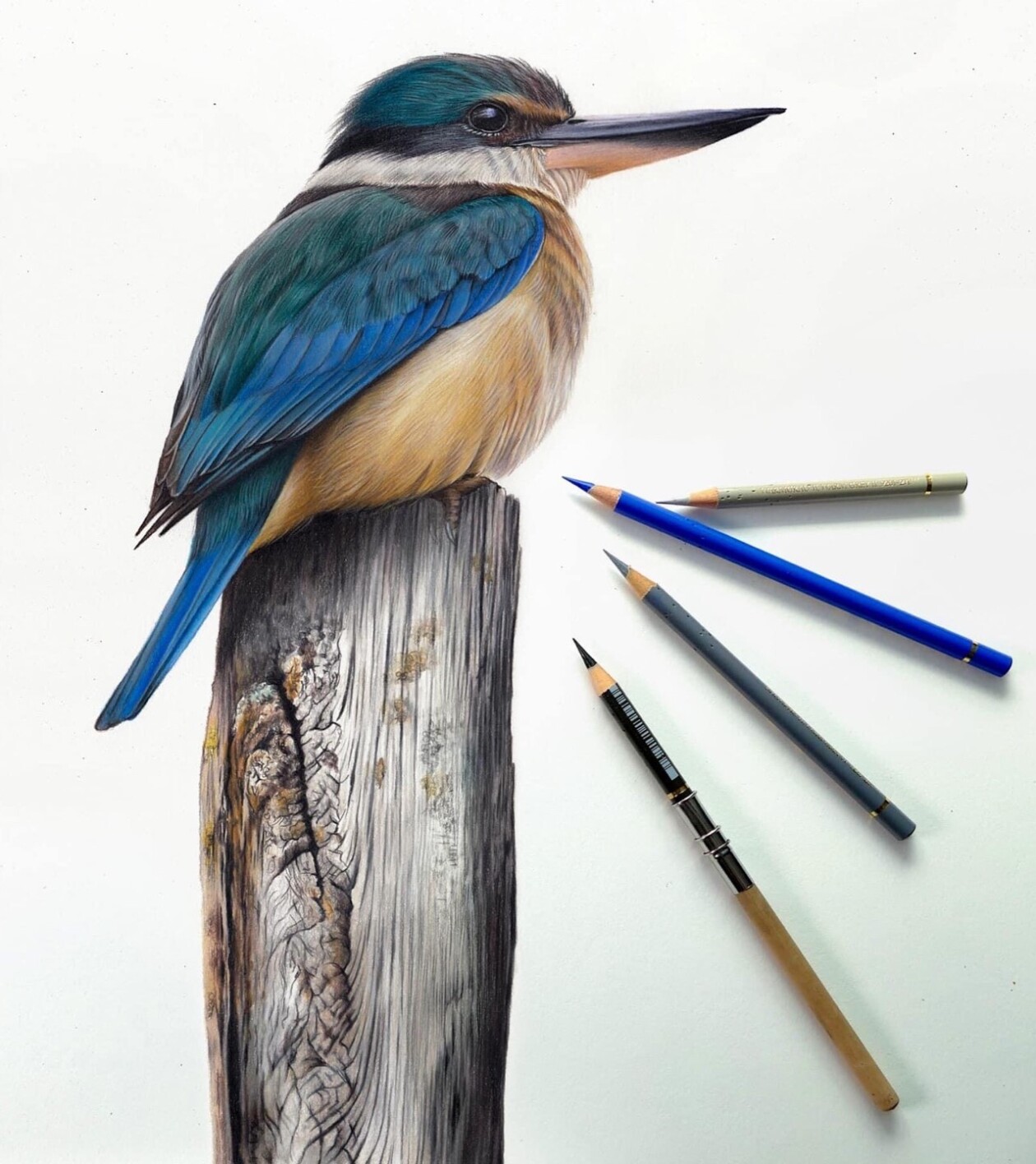 Claire Milligan's Bird Colored Pencil Masterpieces (15)