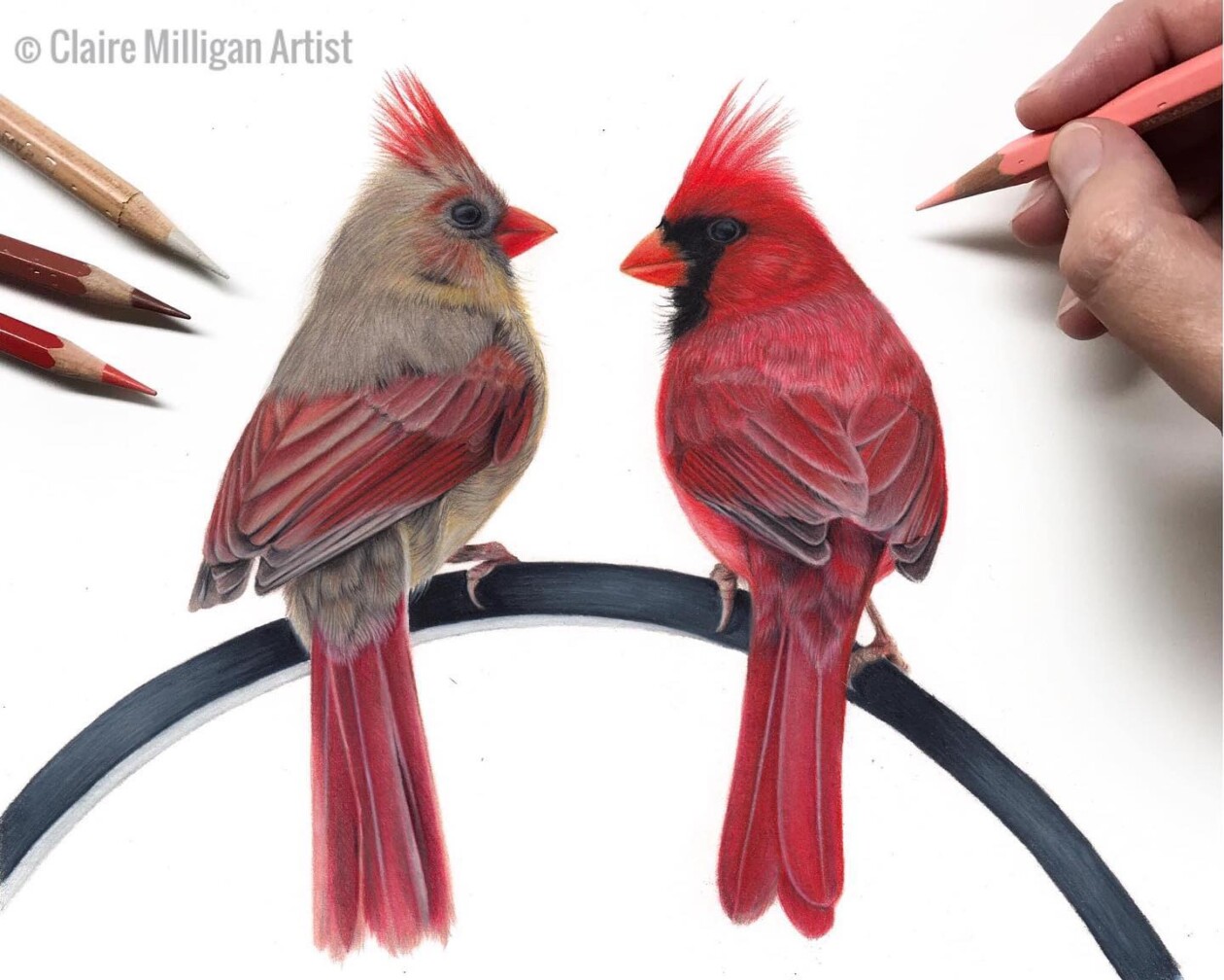 Claire Milligan's Bird Colored Pencil Masterpieces (16)