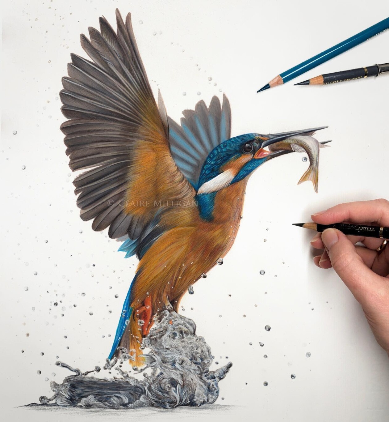 Claire Milligan's Bird Colored Pencil Masterpieces (2)