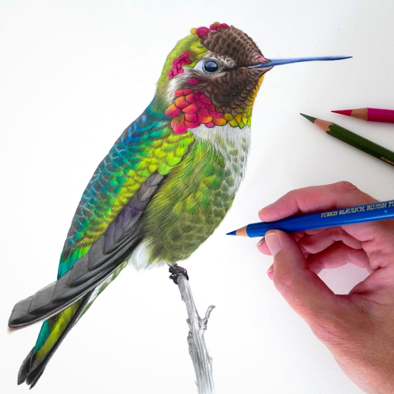 Claire Milligan's Bird Colored Pencil Masterpieces (3)