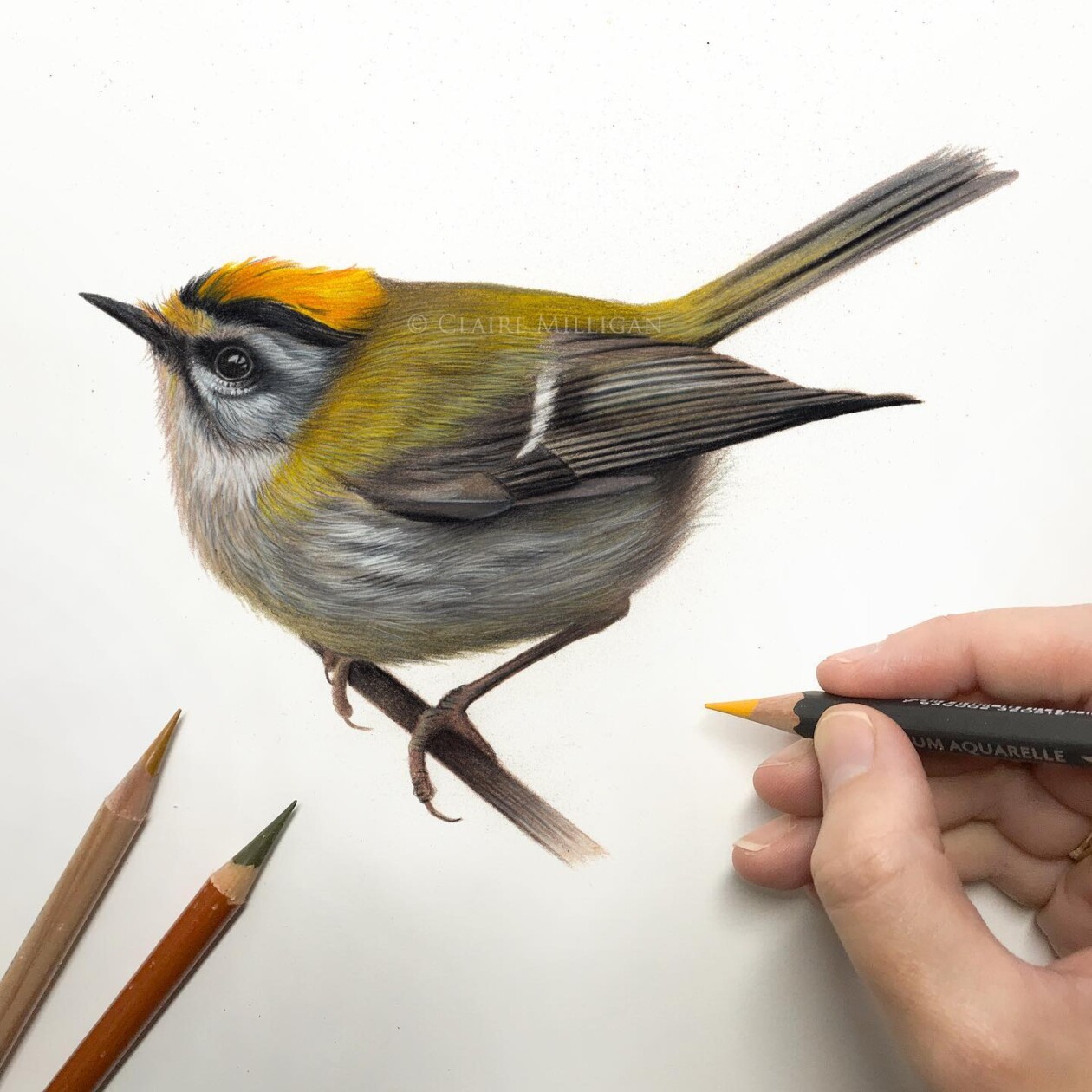 Claire Milligan's Bird Colored Pencil Masterpieces (4)